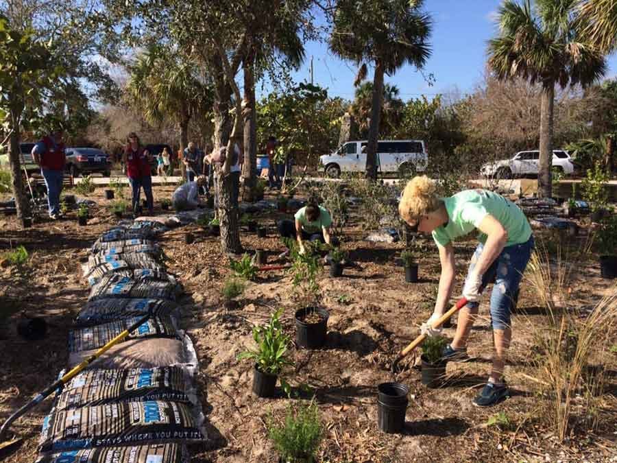 Members planting at Captain Forster Hammock Preserve