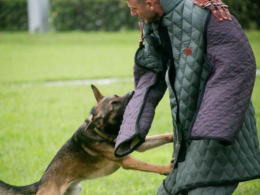 demonstration of German Shepard attacking man 