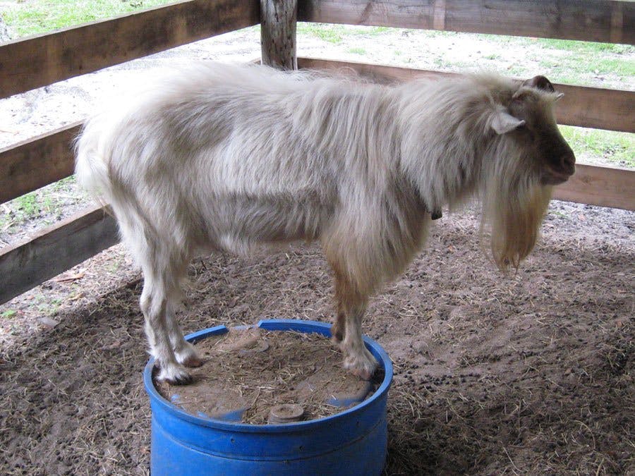 Goat at Peterson Groves Vero Beach Florida