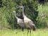 https://verobeach.imgix.net/business/Blue%20Herons%20900-6751_thumbnail.jpg?fit=crop&w=900&h=675&auto=format&q=40