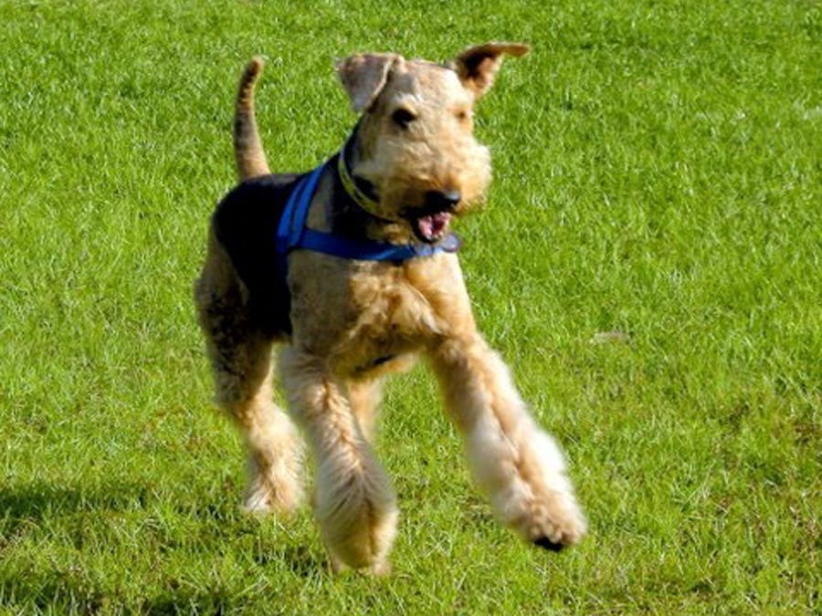 Dogs For Life, Inc. Vero Beach Florida dog running free in dog park