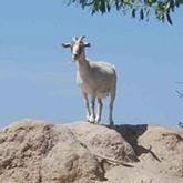 Critter Haven goat standing on hill