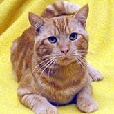 Humane Society Volunteers Vero Beach Florida cat