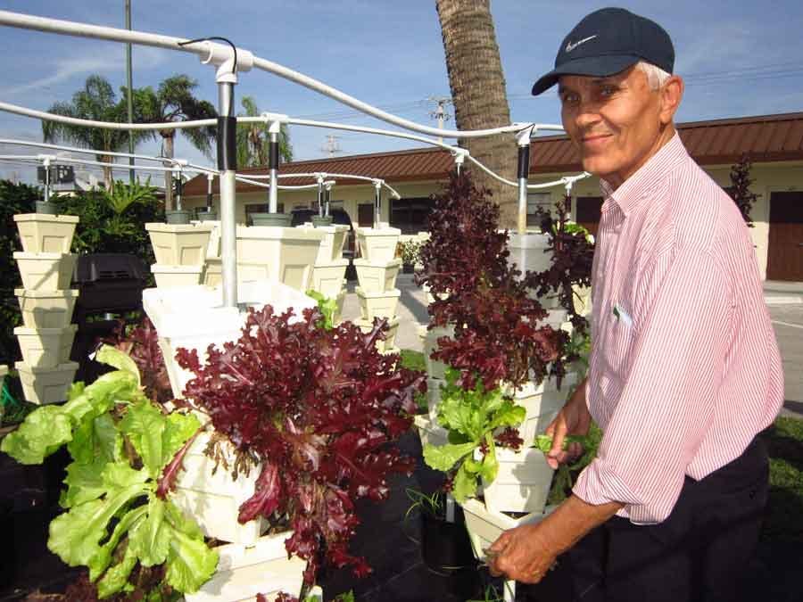 man collecting lettuce