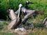 https://verobeach.imgix.net/business/Pelicans-Pg-Brown-Pelicans-with-Chicks-580-900-6751_thumbnail.jpg?fit=crop&w=900&h=675&auto=format&q=40