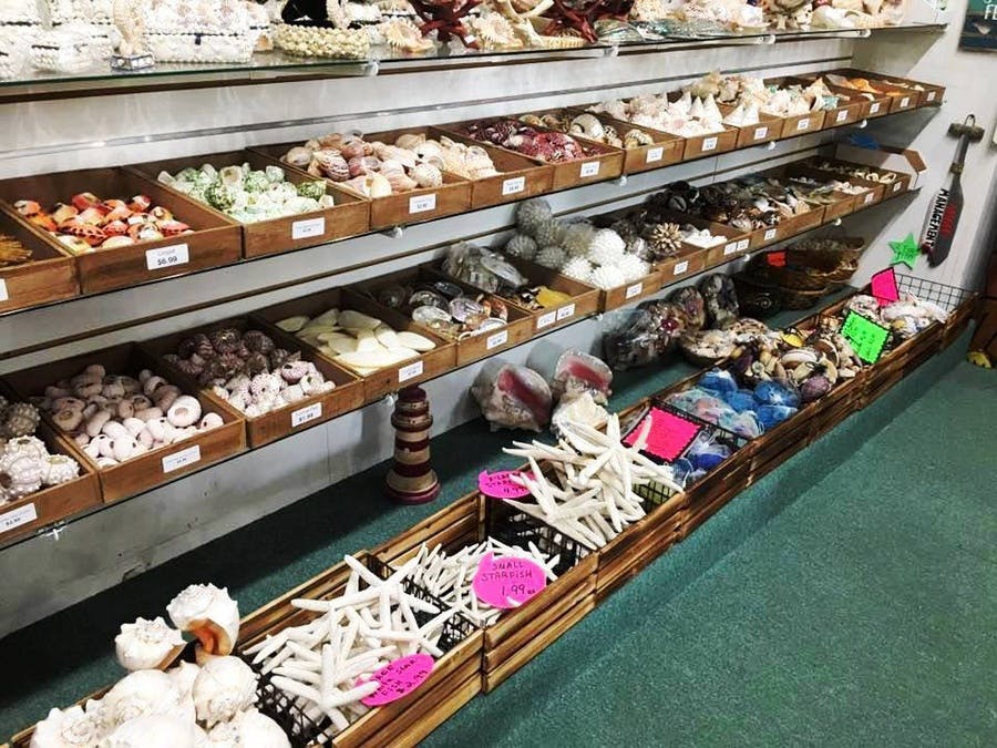 Assorted shells at Wabasso Beach Shop for sale