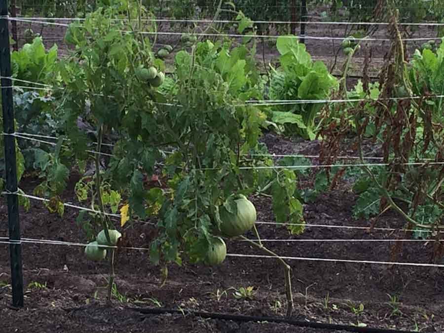 tomatoes growing on vines