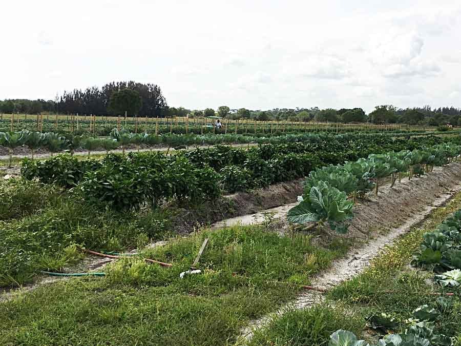 rows of vegetables 