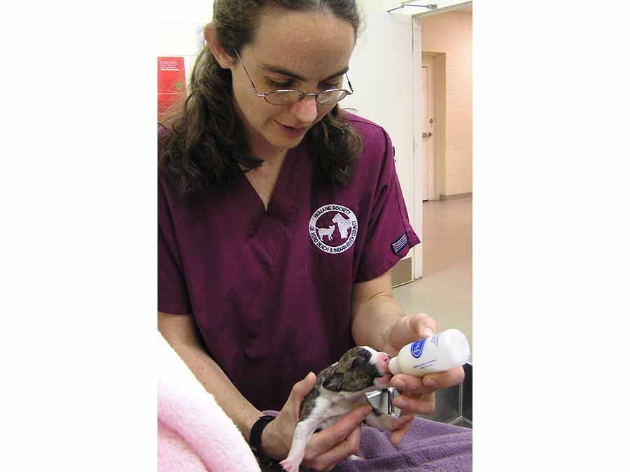 Employee bottle feeding a puppy