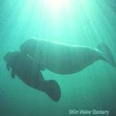 two manatees swimming
