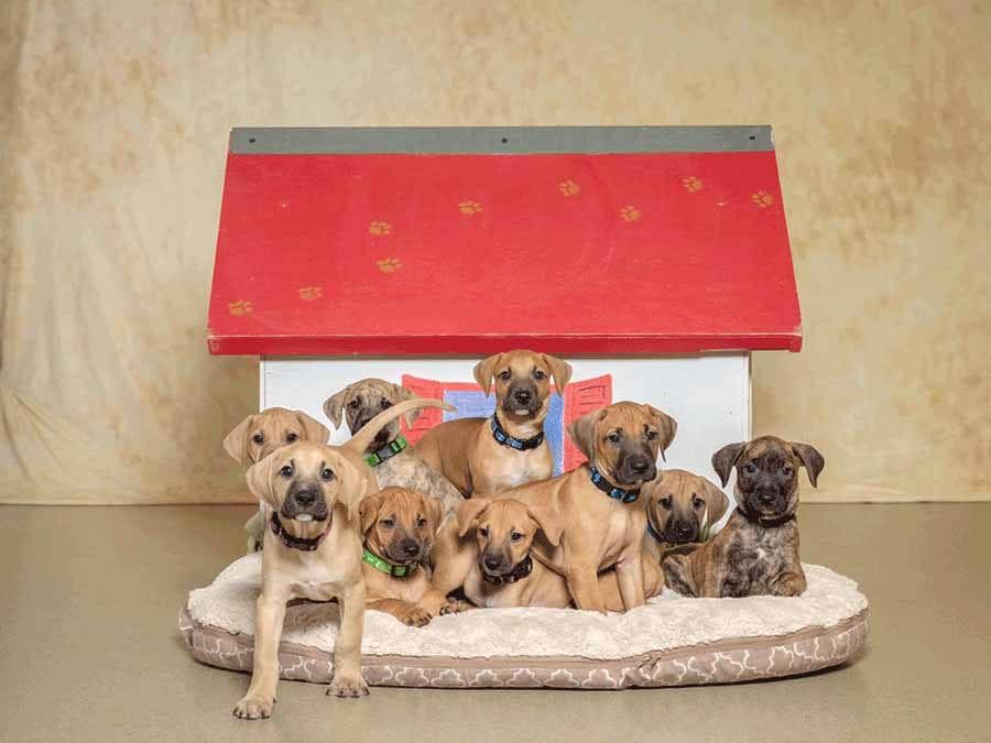 9 puppies in front of dog house 9 puppies in front of dog house