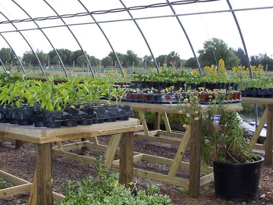 seedlings growing in greenhouse