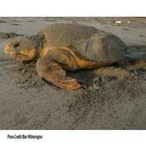 Sea turtle on the beach
