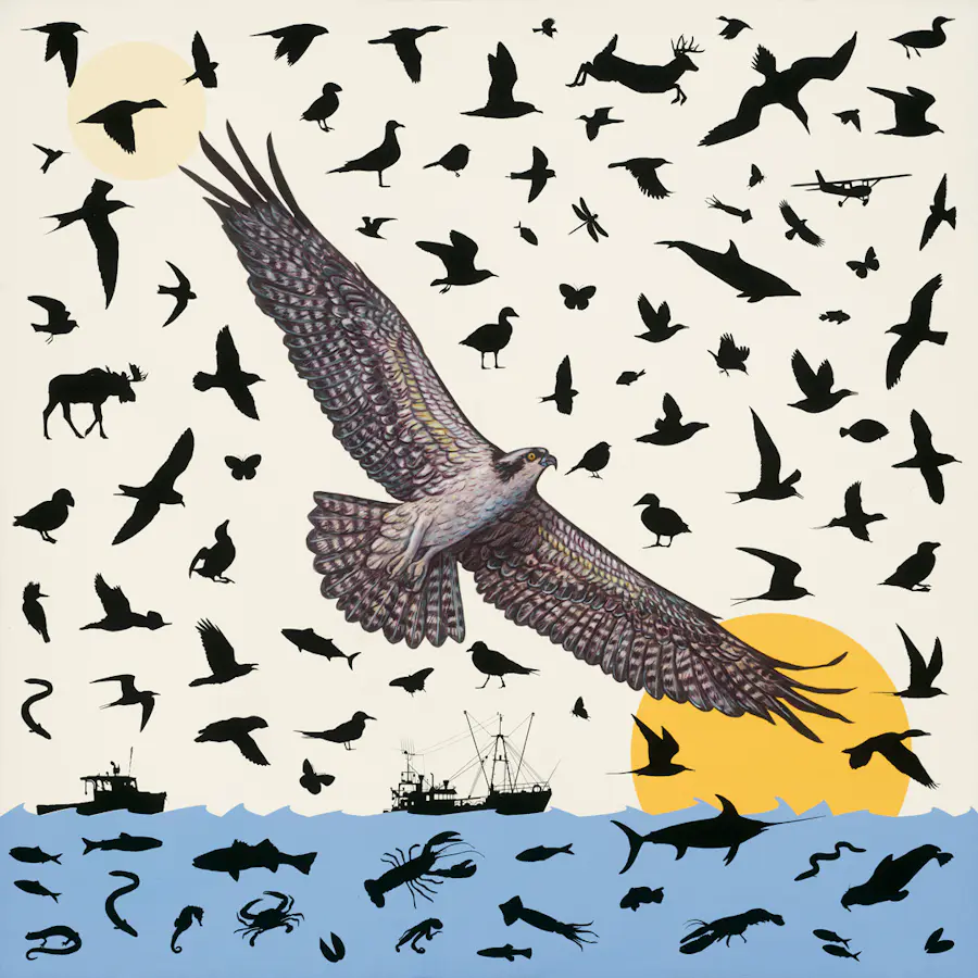 James Prosek_Osprey
